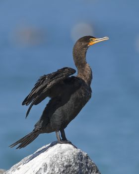 Double-crested Cormorant (Phalacrocorax auritus) perched on a rock spreading its wings to dry - St. Petersburg, Florida