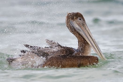 Immature Brown Pelican (Pelecanus occidentalis) bathing in the Gulf of Mexico - St. Petersburg, Florida
