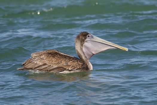 Immature Brown Pelican (Pelecanus occidentalis) with its pouch extended swimming in the Gulf of Mexico - St. Petersburg, Florida