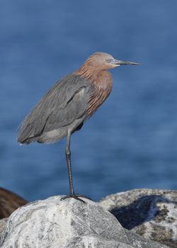 Reddish Egret (Egretta rufescens) perched on a rock next to the Gulf of Mexico - St. Petersburg, Florida