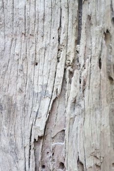 Closeup of tree texture background, stock photo