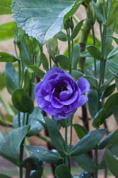 Purple flower with green background, stock photo