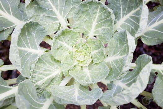 Top view of fresh green vegetable, stock photo