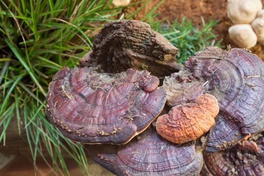 Fresh reishi mushroom for display, stock photo