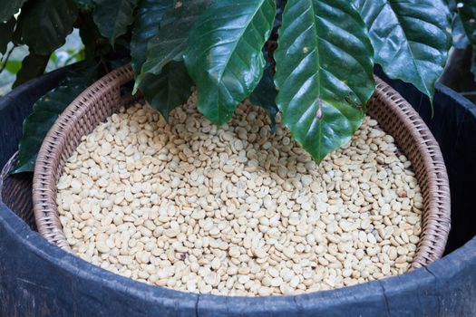 Raw coffee beans in tray, stock photo