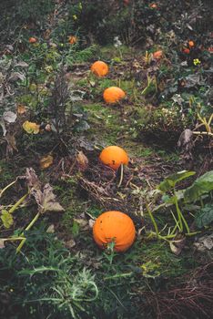 Pumpkins on a row in a garden in autumn