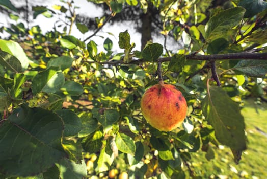 Apple haning on a tree in the fall with dew drops and red autumn colors in a garden in autumn