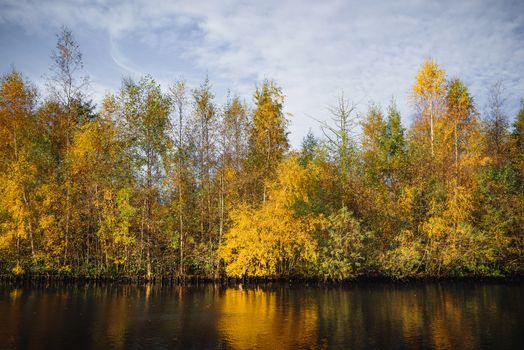 Autumn trees in yellow colors in the fall by a riverside in autumn with tree reflections in the water in an autumn landscape