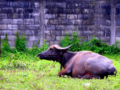 Black buffalo are sitting in farm.