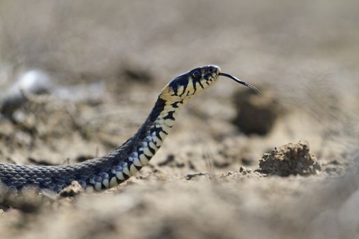 snake with protruding tongue crawling on sand,summer, snake, cold-blooded, reptiles