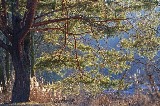 Pine highlighted wonderful light,New Year tree Christmas mood, nature conservation