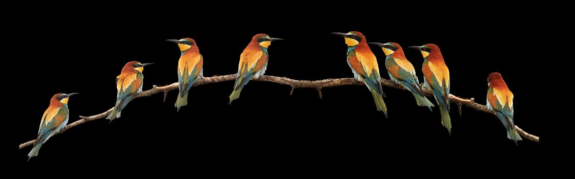set of bee-eaters sitting on a branch isolated on black,birds of paradise, bee-eaters, rainbow colors, a group of birds. flock