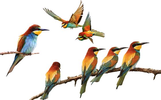 set of colored birds in different poses isolated on white,birds of paradise, bee-eaters, iridescent colors