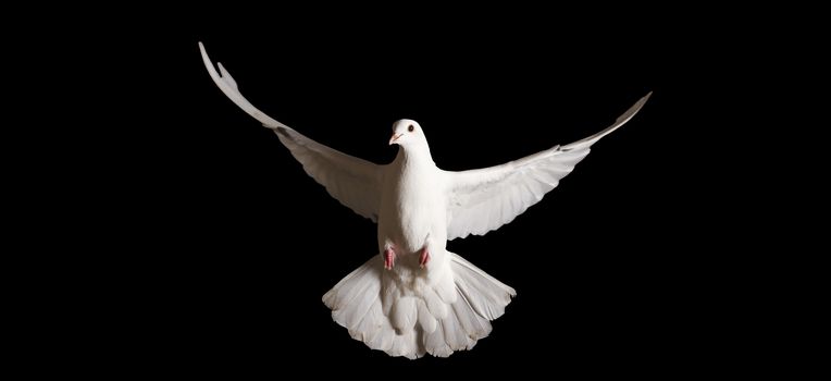 white dove with outstretched wings isolated on black,symbol of the new year, symbol of love, symbol of peace