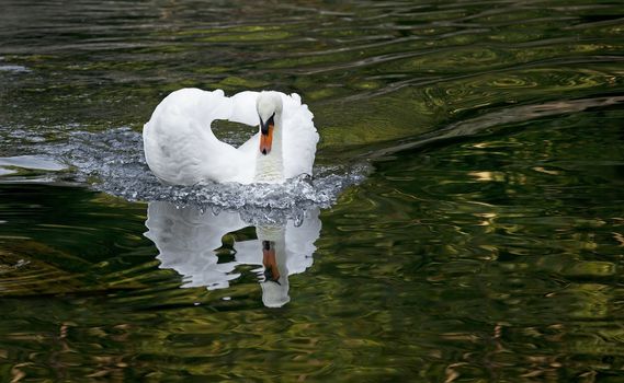 White swan floating on the surface of the water in the lake in the woods.