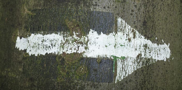 White Arrow  on a Tree Trunk in a Wood,  Germany, Europe