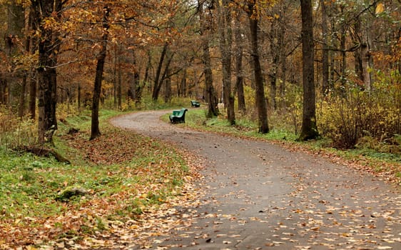 footpath leading among the  trees in autumn park