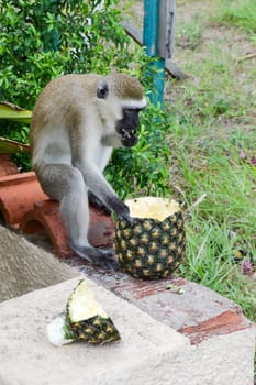 Monkey vervet on a low wall enjoying a fresh pineapple