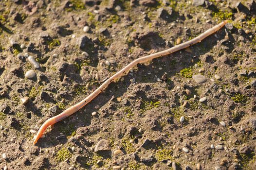 Earthworm, lombricus terrestris, also know as lob worm, nightcrawler and dew worm