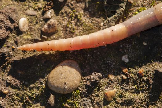Earthworm, lombricus terrestris, also know as lob worm, nightcrawler and dew worm