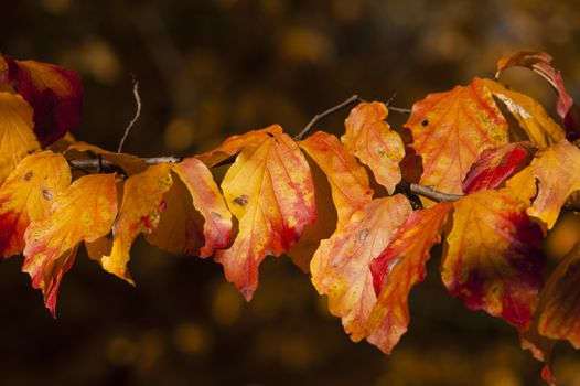 Parrotia persica tree detail with leaves in Autumn