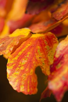 Parrotia persica tree detail with leaves in Autumn