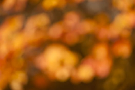 Blurred background of orange and yellow autumnal leaves