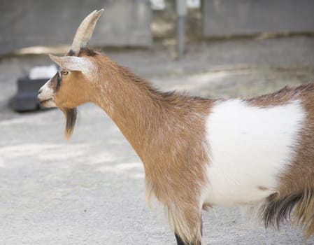 Profile of a brown and white goat