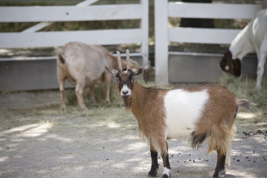 Profile of a brown and white goat