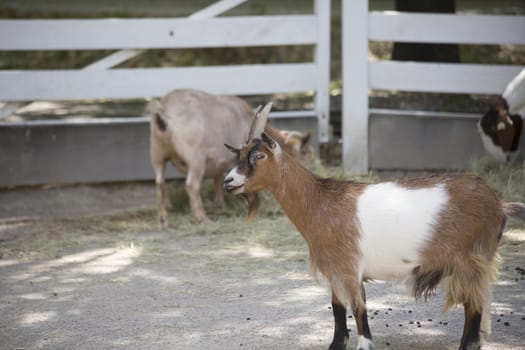 Profile of a brown and white goat