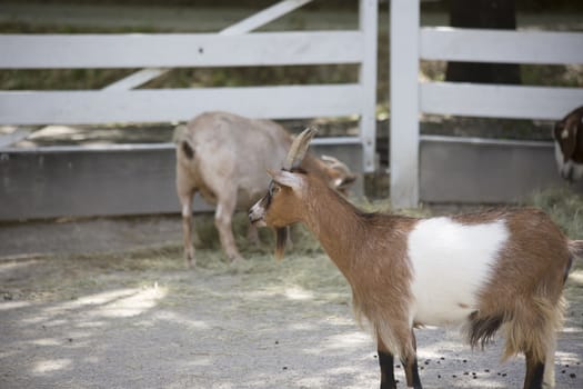 Profile of a brown and white goat