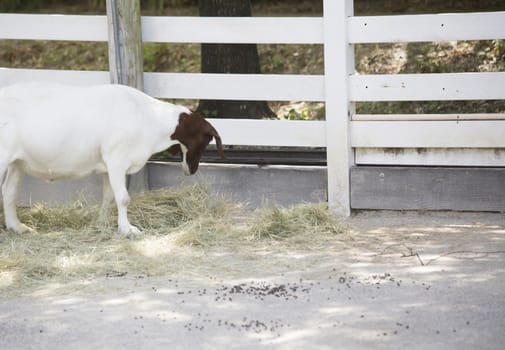 Brown and white goat grazing on hay