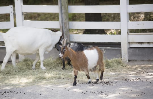 Goats in a pen