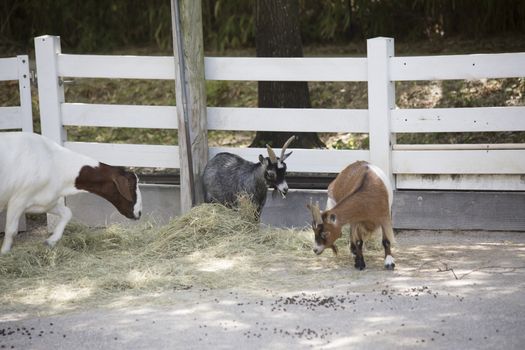 Goats grazing on hay