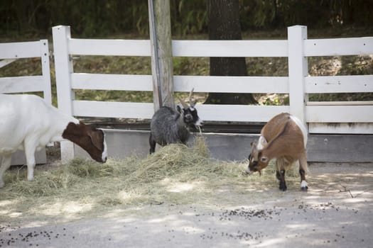 Goats grazing on hay