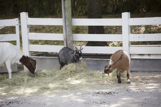 Goats grazing on hay