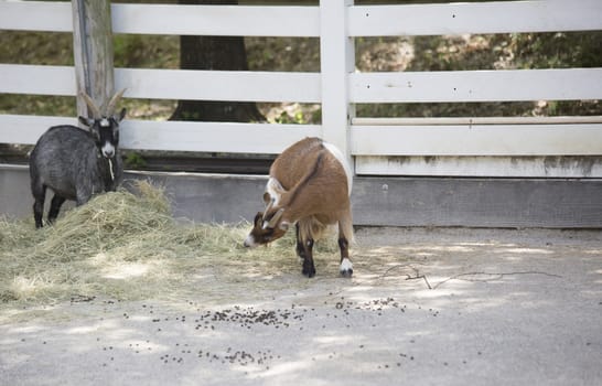 Goats grazing on hay