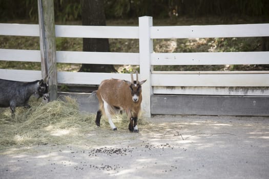 Focus on a brown goat with a black goat in the background