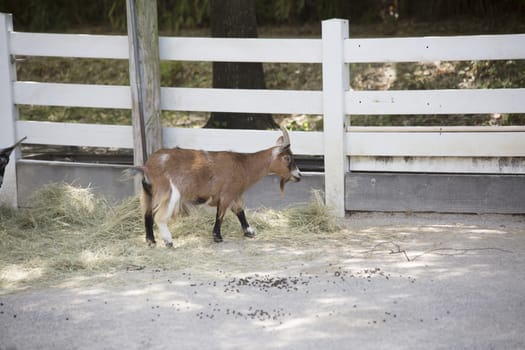 Brown goat at a feeding area