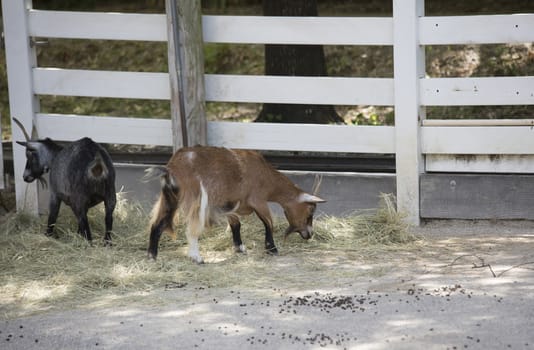 Brown goat grazing on hay