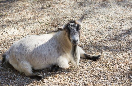 Goat lying on the ground