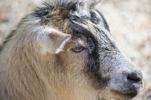 Close up of a tan goat