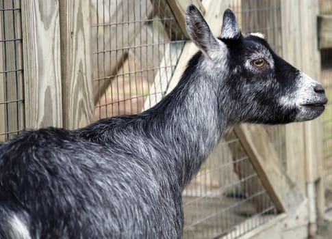 Close up of a goat