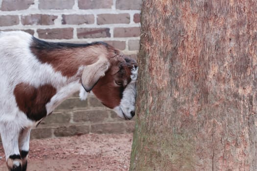 Goat standing by tree in front of brick wall