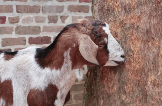 Goat standing by tree in front of brick wall