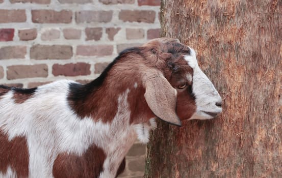 Goat standing by tree in front of brick wall