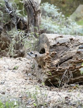 Meerkat climbing out of a log