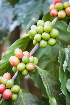 Coffee seeds on a coffee tree, stock photo