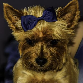 Cute dog with a blue bow on her head