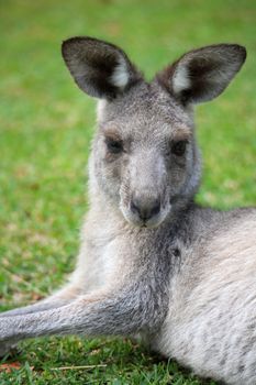 Eastern grey kangaroo is a marsupial mammal (Macropus giganteus) with big ears and fluffy grey brown fur.